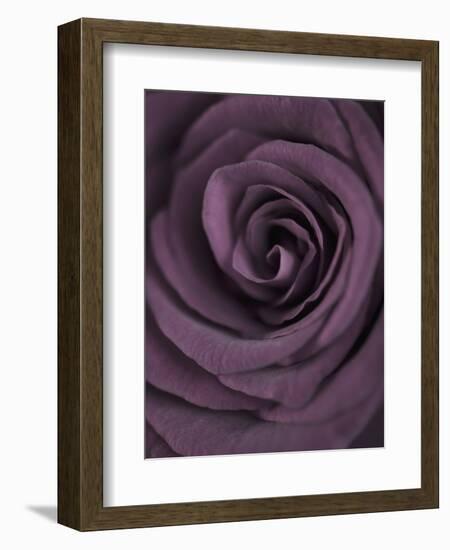 Deep Purple Rose-Clive Nichols-Framed Photographic Print