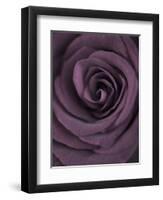 Deep Purple Rose-Clive Nichols-Framed Photographic Print