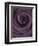 Deep Purple Rose-Clive Nichols-Framed Photographic Print