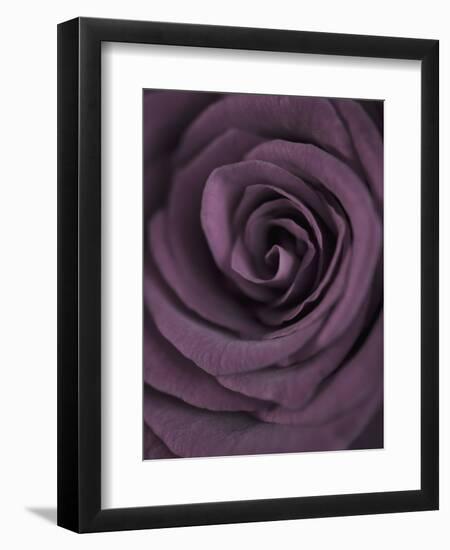 Deep Purple Rose-Clive Nichols-Framed Photographic Print