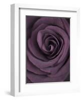 Deep Purple Rose-Clive Nichols-Framed Photographic Print