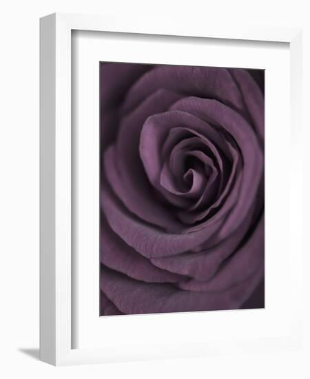 Deep Purple Rose-Clive Nichols-Framed Photographic Print