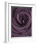 Deep Purple Rose-Clive Nichols-Framed Photographic Print