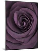 Deep Purple Rose-Clive Nichols-Mounted Photographic Print