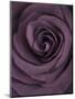 Deep Purple Rose-Clive Nichols-Mounted Photographic Print