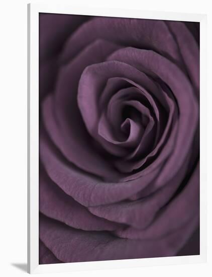 Deep Purple Rose-Clive Nichols-Framed Photographic Print