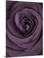 Deep Purple Rose-Clive Nichols-Mounted Photographic Print