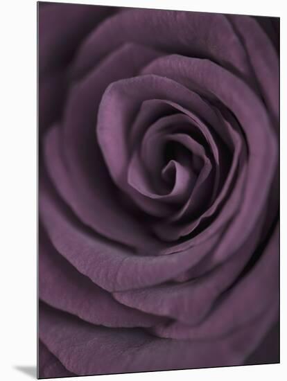 Deep Purple Rose-Clive Nichols-Mounted Photographic Print