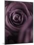 Deep Purple Rose-Clive Nichols-Mounted Photographic Print