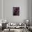 Deep Purple Rose-Clive Nichols-Mounted Photographic Print displayed on a wall