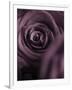 Deep Purple Rose-Clive Nichols-Framed Photographic Print