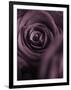 Deep Purple Rose-Clive Nichols-Framed Photographic Print