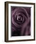 Deep Purple Rose-Clive Nichols-Framed Photographic Print