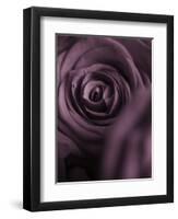 Deep Purple Rose-Clive Nichols-Framed Photographic Print