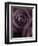 Deep Purple Rose-Clive Nichols-Framed Photographic Print