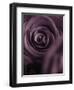 Deep Purple Rose-Clive Nichols-Framed Photographic Print