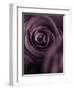 Deep Purple Rose-Clive Nichols-Framed Photographic Print