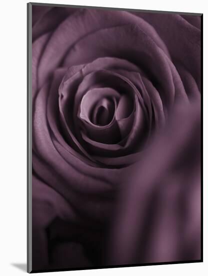 Deep Purple Rose-Clive Nichols-Mounted Photographic Print