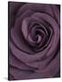 Deep Purple Rose-Clive Nichols-Stretched Canvas