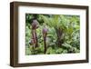 Deep red new shoots of a peony-Waldemar Langolf-Framed Photographic Print