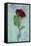 Deep Red Rose-Den Reader-Framed Stretched Canvas