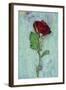 Deep Red Rose-Den Reader-Framed Photographic Print