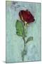 Deep Red Rose-Den Reader-Mounted Photographic Print