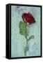 Deep Red Rose-Den Reader-Framed Stretched Canvas