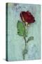 Deep Red Rose-Den Reader-Stretched Canvas