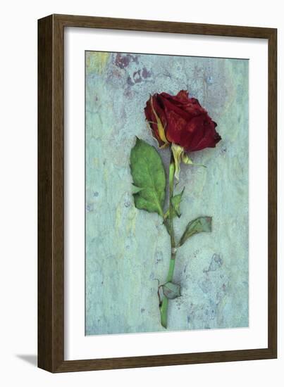 Deep Red Rose-Den Reader-Framed Photographic Print