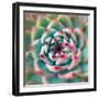 Deep Red Tips-Jan Bell-Framed Photographic Print