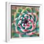 Deep Red Tips-Jan Bell-Framed Photographic Print