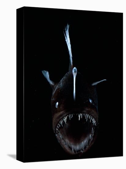 Deep Sea Anglerfish, Female with Lure Projecting from Head to Attract Prey, Atlantic Ocean-David Shale-Stretched Canvas