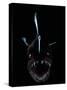 Deep Sea Anglerfish, Female with Lure Projecting from Head to Attract Prey, Atlantic Ocean-David Shale-Stretched Canvas