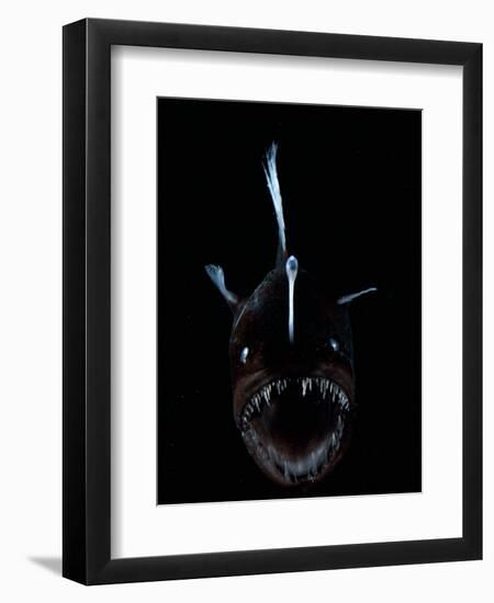 Deep Sea Anglerfish, Female with Lure Projecting from Head to Attract Prey, Atlantic Ocean-David Shale-Framed Premium Photographic Print