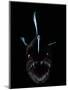 Deep Sea Anglerfish, Female with Lure Projecting from Head to Attract Prey, Atlantic Ocean-David Shale-Mounted Premium Photographic Print