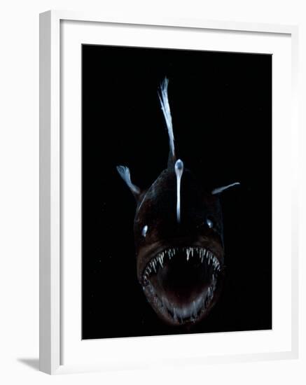 Deep Sea Anglerfish, Female with Lure Projecting from Head to Attract Prey, Atlantic Ocean-David Shale-Framed Photographic Print