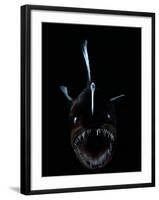 Deep Sea Anglerfish, Female with Lure Projecting from Head to Attract Prey, Atlantic Ocean-David Shale-Framed Photographic Print