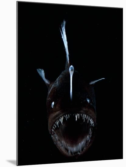 Deep Sea Anglerfish, Female with Lure Projecting from Head to Attract Prey, Atlantic Ocean-David Shale-Mounted Photographic Print