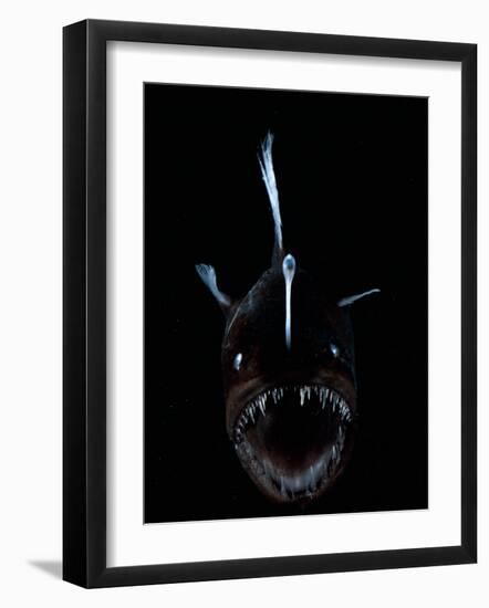 Deep Sea Anglerfish, Female with Lure Projecting from Head to Attract Prey, Atlantic Ocean-David Shale-Framed Photographic Print