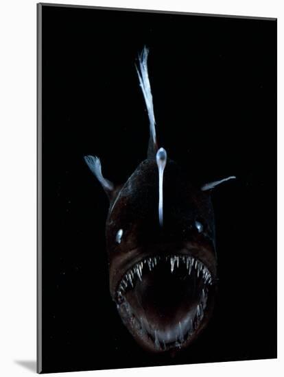 Deep Sea Anglerfish, Female with Lure Projecting from Head to Attract Prey, Atlantic Ocean-David Shale-Mounted Photographic Print