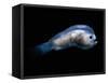 Deep Sea Anglerfish Male-David Shale-Framed Stretched Canvas