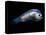Deep Sea Anglerfish Male-David Shale-Stretched Canvas