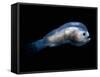 Deep Sea Anglerfish Male-David Shale-Framed Stretched Canvas