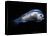 Deep Sea Anglerfish Male-David Shale-Stretched Canvas