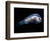 Deep Sea Anglerfish Male-David Shale-Framed Premium Photographic Print