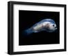 Deep Sea Anglerfish Male-David Shale-Framed Premium Photographic Print