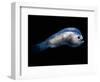 Deep Sea Anglerfish Male-David Shale-Framed Premium Photographic Print