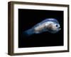 Deep Sea Anglerfish Male-David Shale-Framed Photographic Print
