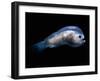 Deep Sea Anglerfish Male-David Shale-Framed Photographic Print